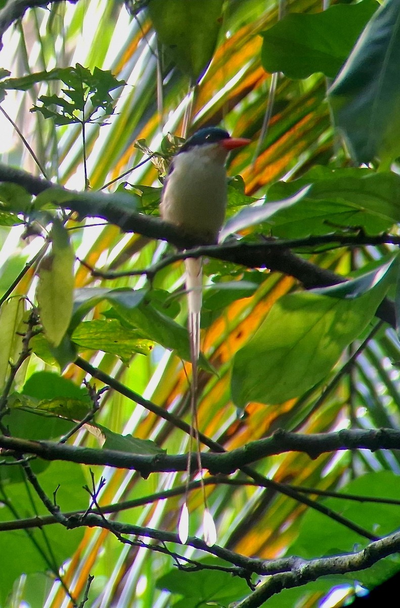 galateaisfugl - ML645878340