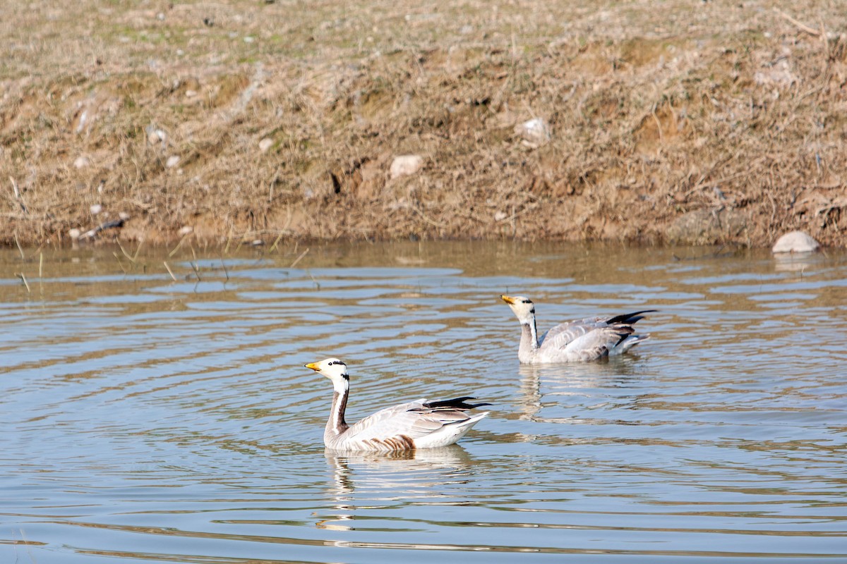 stripegås - ML645878341