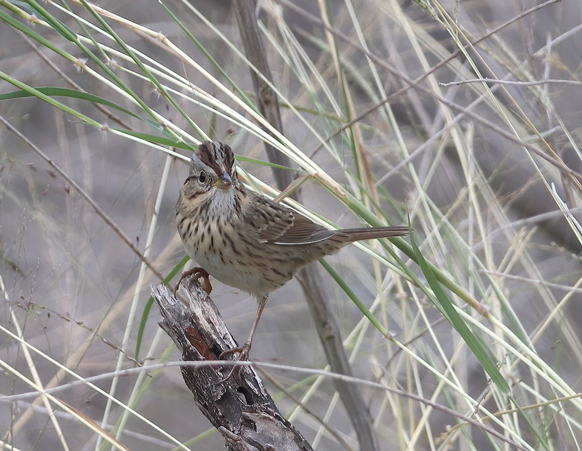 gråbrynspurv - ML645878344