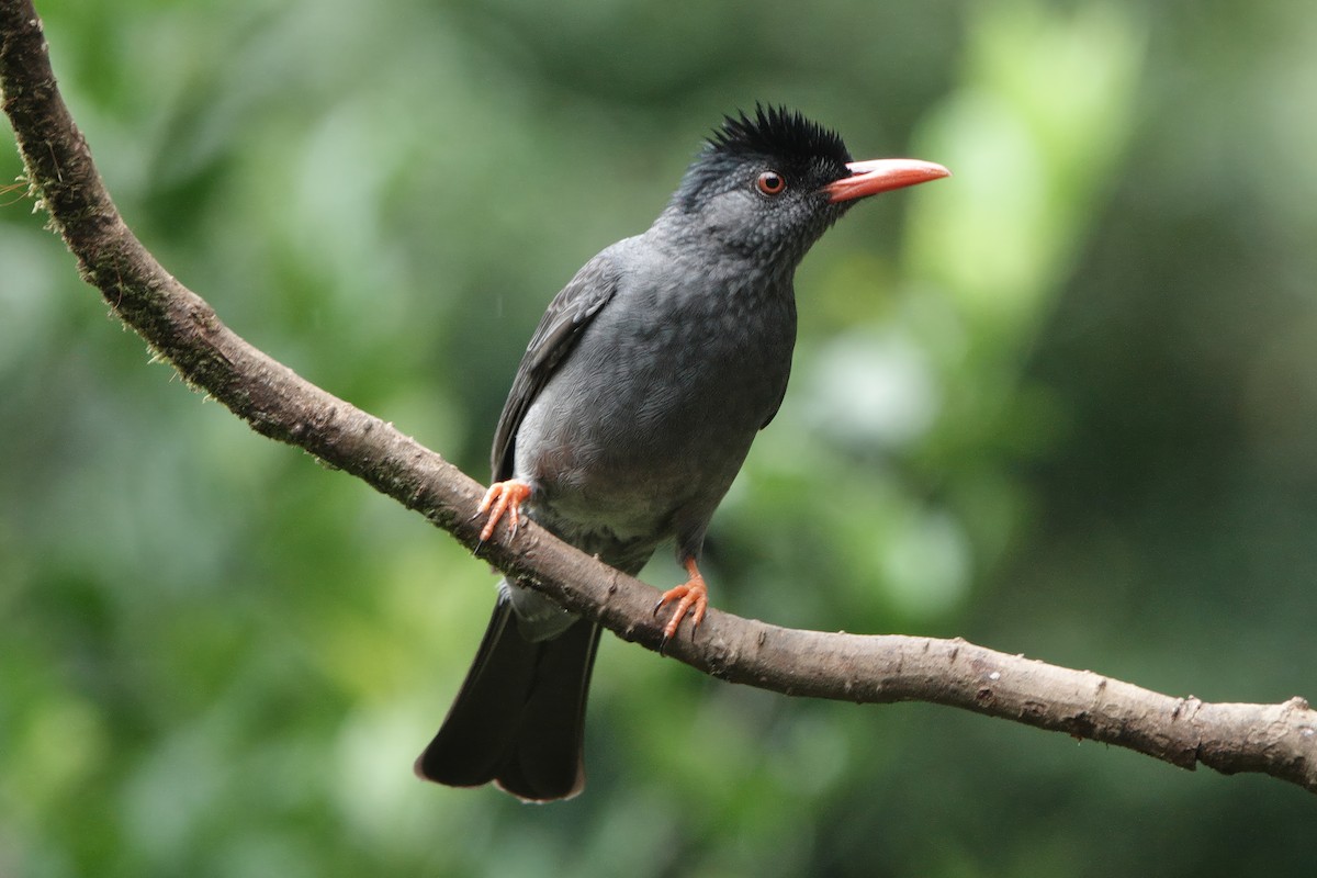 ganesabylbyl - ML645878346