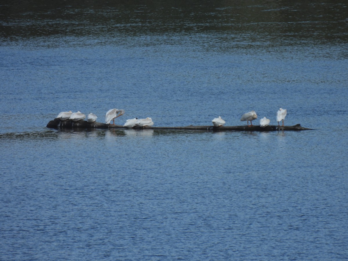 amerikapelikan - ML645878347