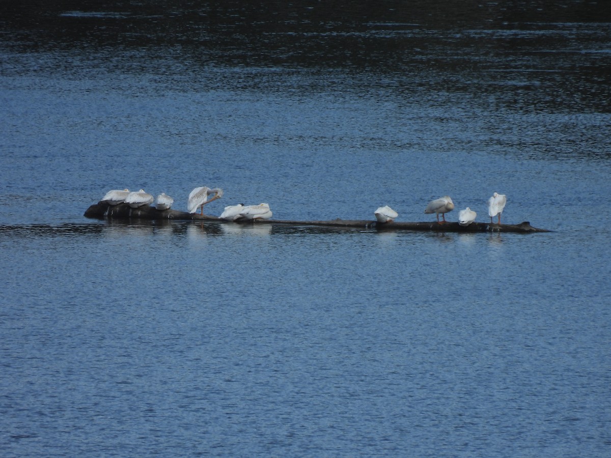 amerikapelikan - ML645878348