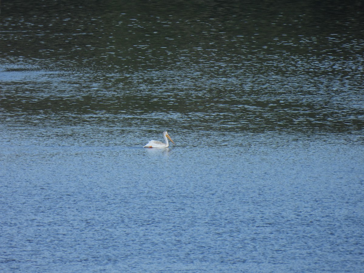 amerikapelikan - ML645878349