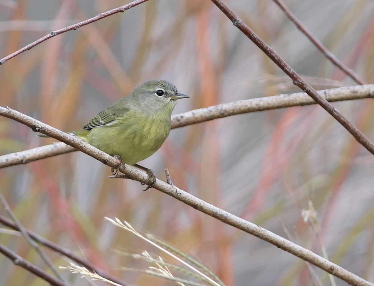 oransjekroneparula - ML645878350