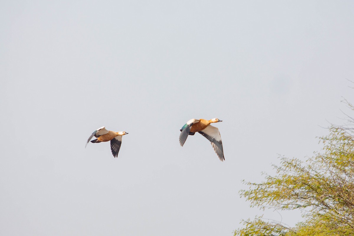 rustand - ML645878351