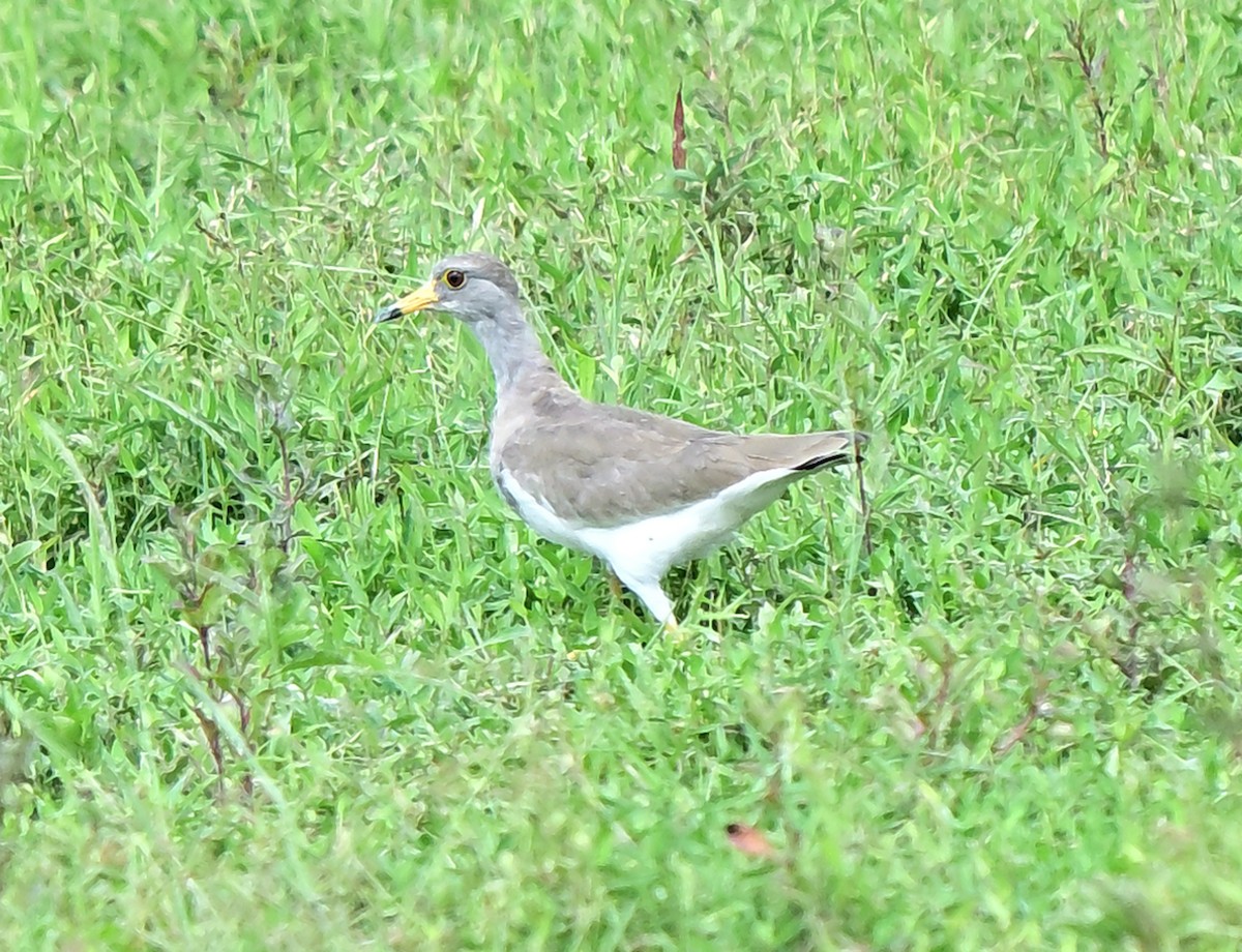 gråhodevipe - ML645878352