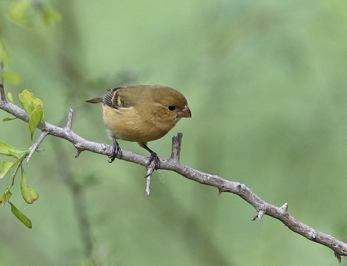 hvitkragefrøeter - ML645878355