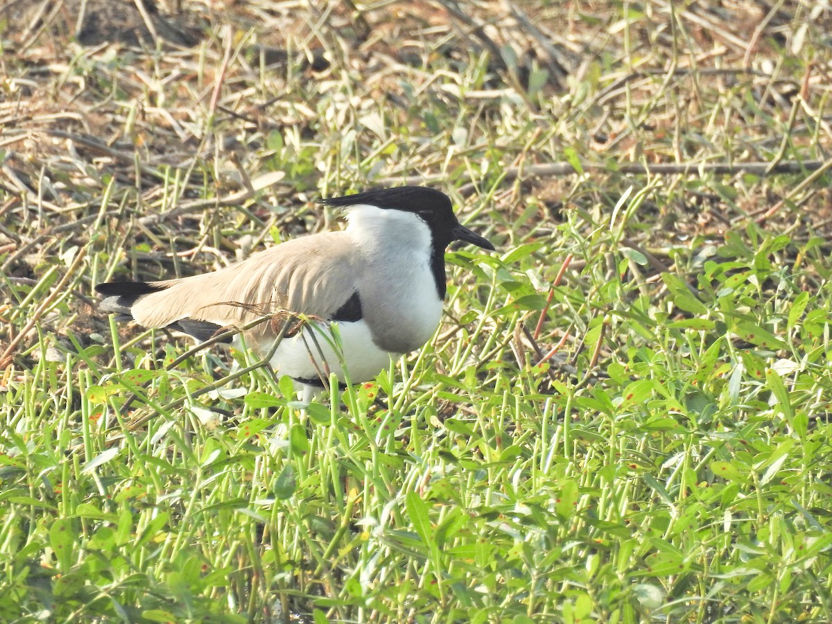 River Lapwing - ML645878363