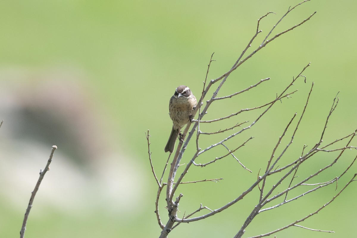 Radde's Accentor - ML645878369