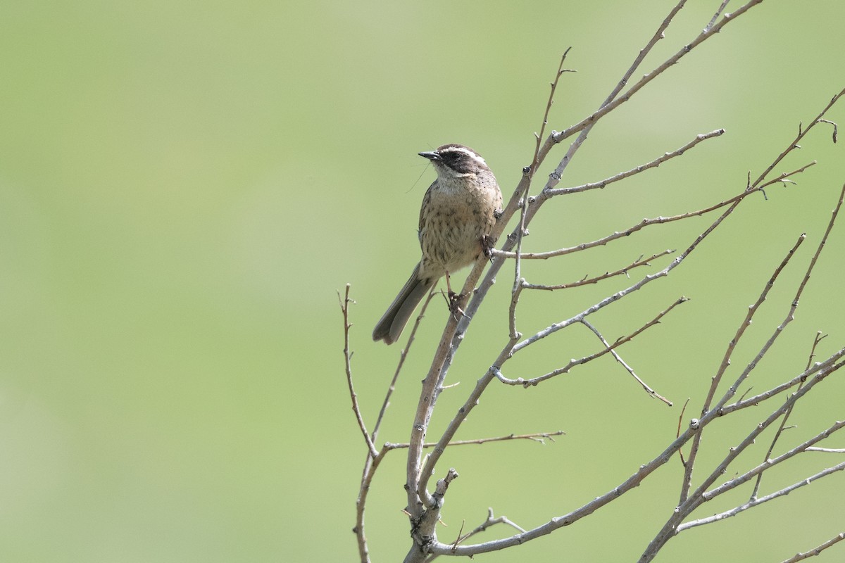 Radde's Accentor - ML645878370