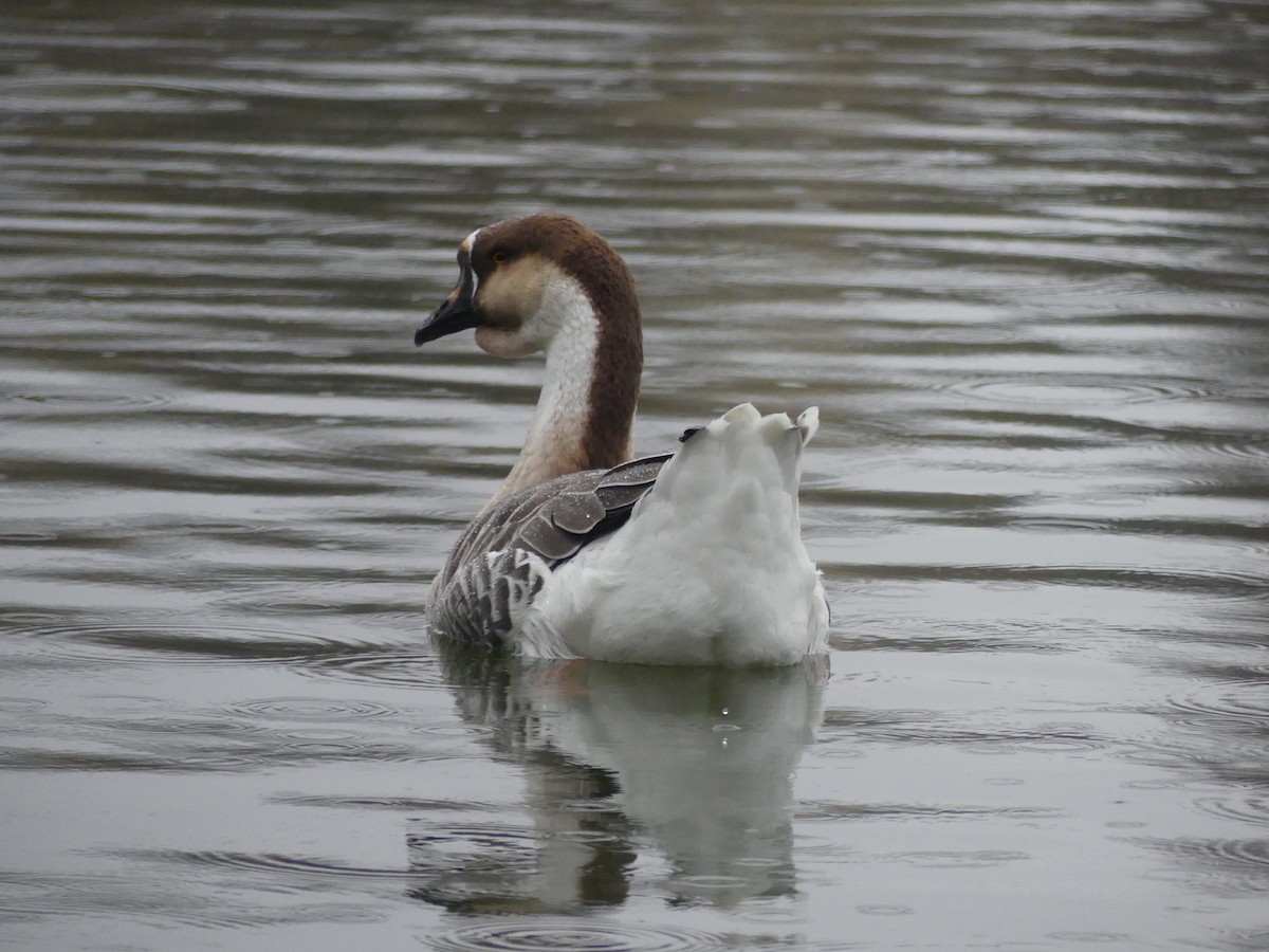 Гуска китайська (свійська) - ML645878374
