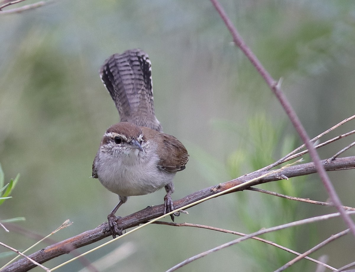 Bewick's Wren - ML645878387