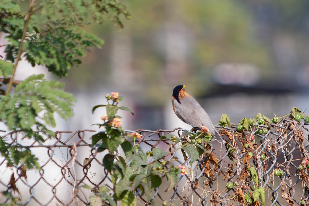 Brahminy Starling - ML645878396
