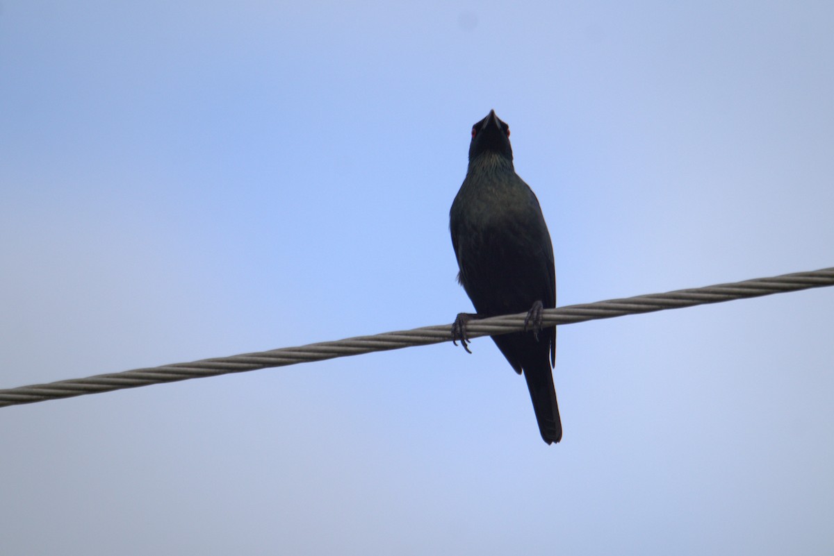 Malay Sığırcığı - ML645878398