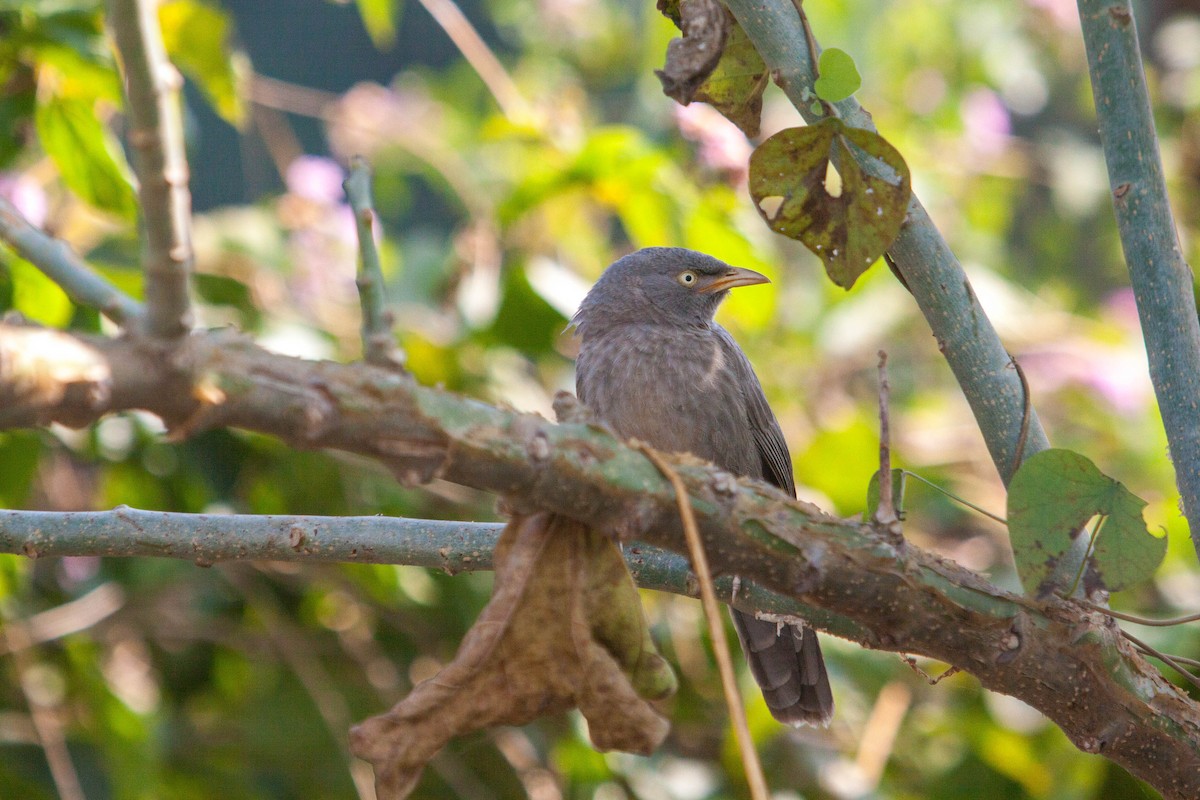 Jungle Babbler - ML645878399