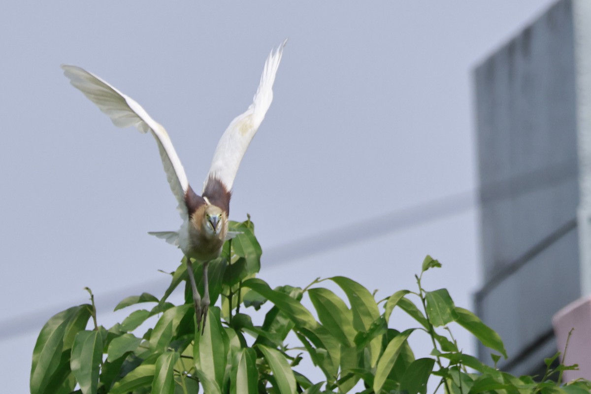 Indian Pond-Heron - ML645878416