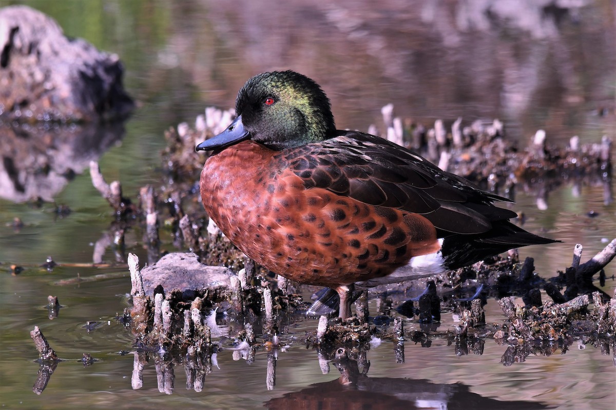 Chestnut Teal - ML645878417