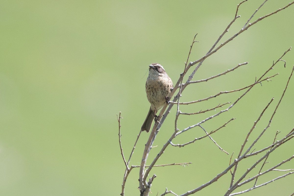 Radde's Accentor - ML645878420