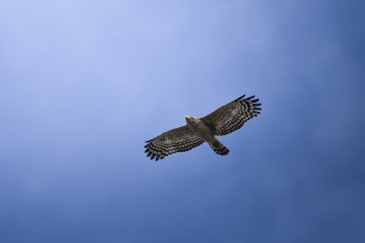 Culebrera Chiíla - ML645878426