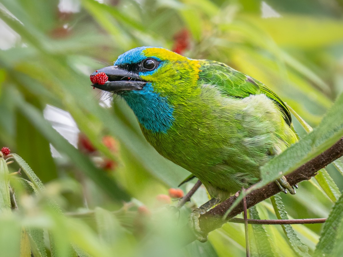 Golden-naped Barbet - ML645878438