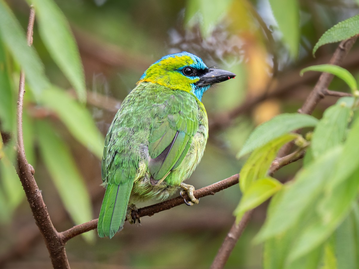 Golden-naped Barbet - ML645878439