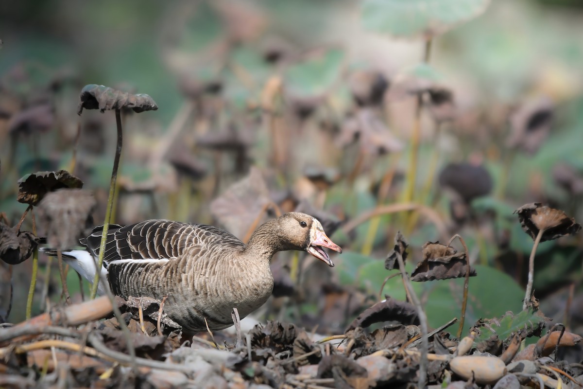 Greater White-fronted Goose - ML645878443