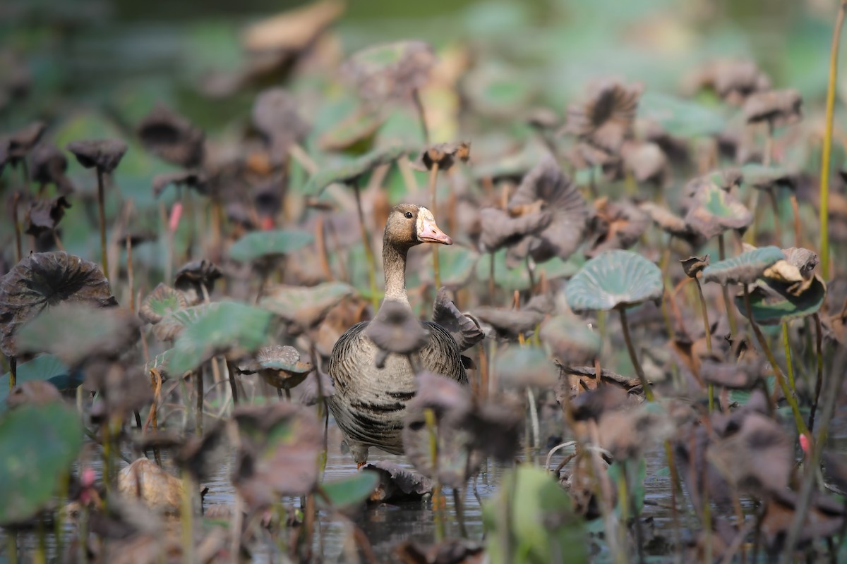 Greater White-fronted Goose - ML645878444