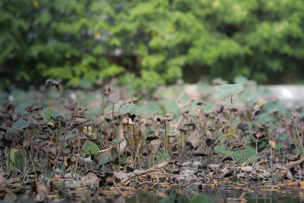 Greater White-fronted Goose - ML645878445