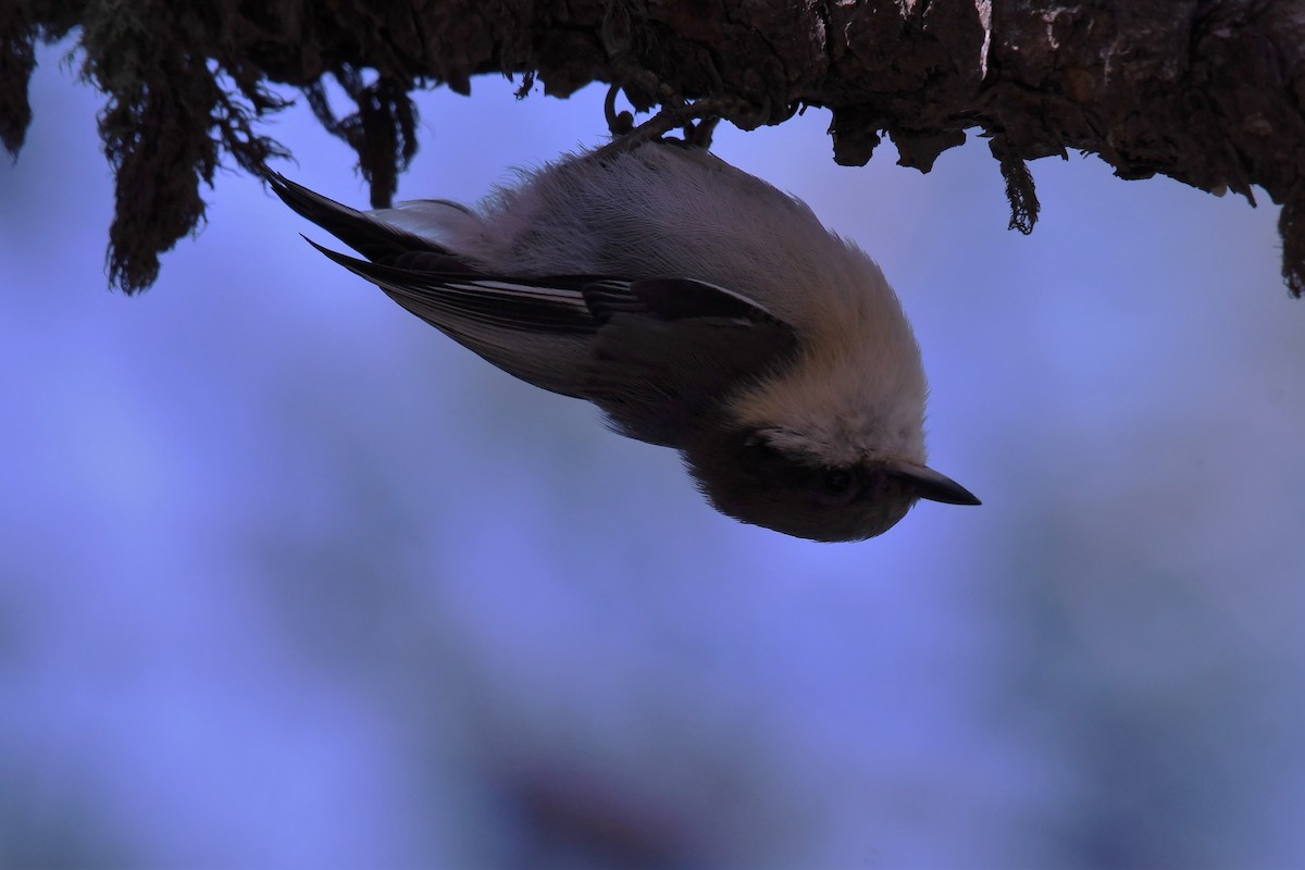 Pygmy Nuthatch - ML645878448