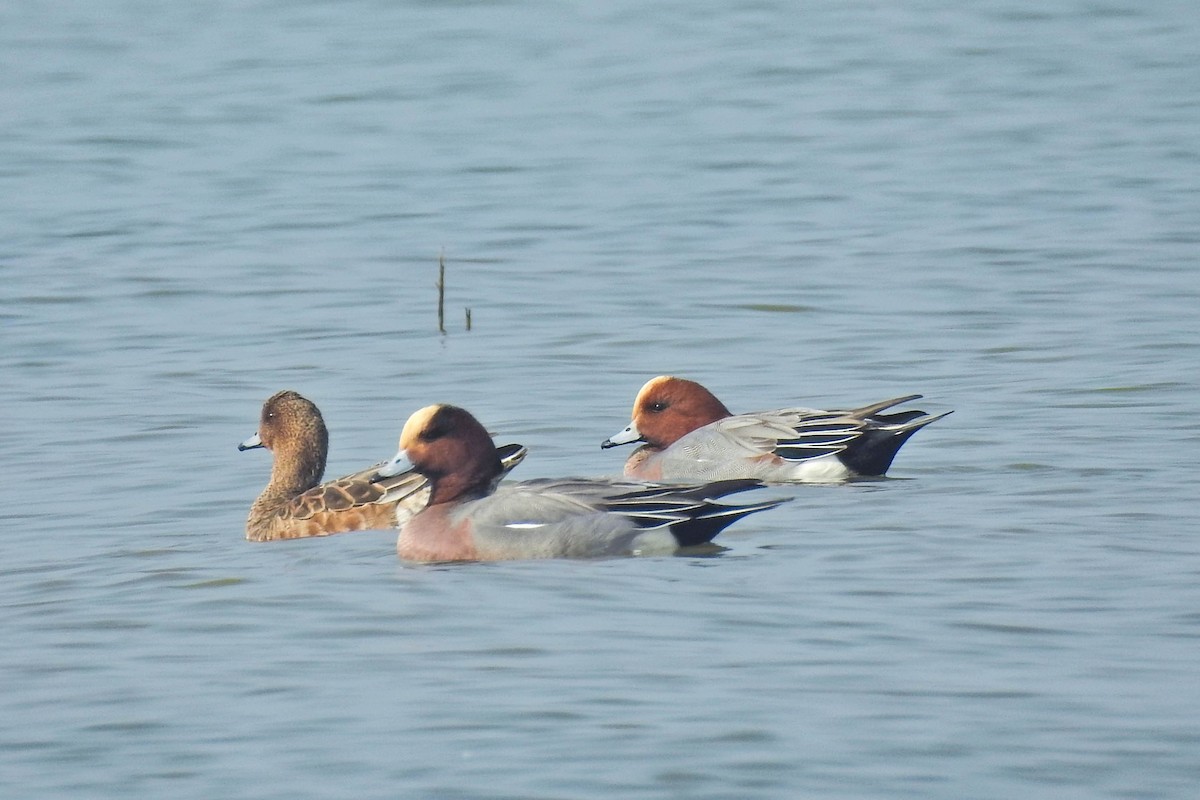 Eurasian Wigeon - ML645878458