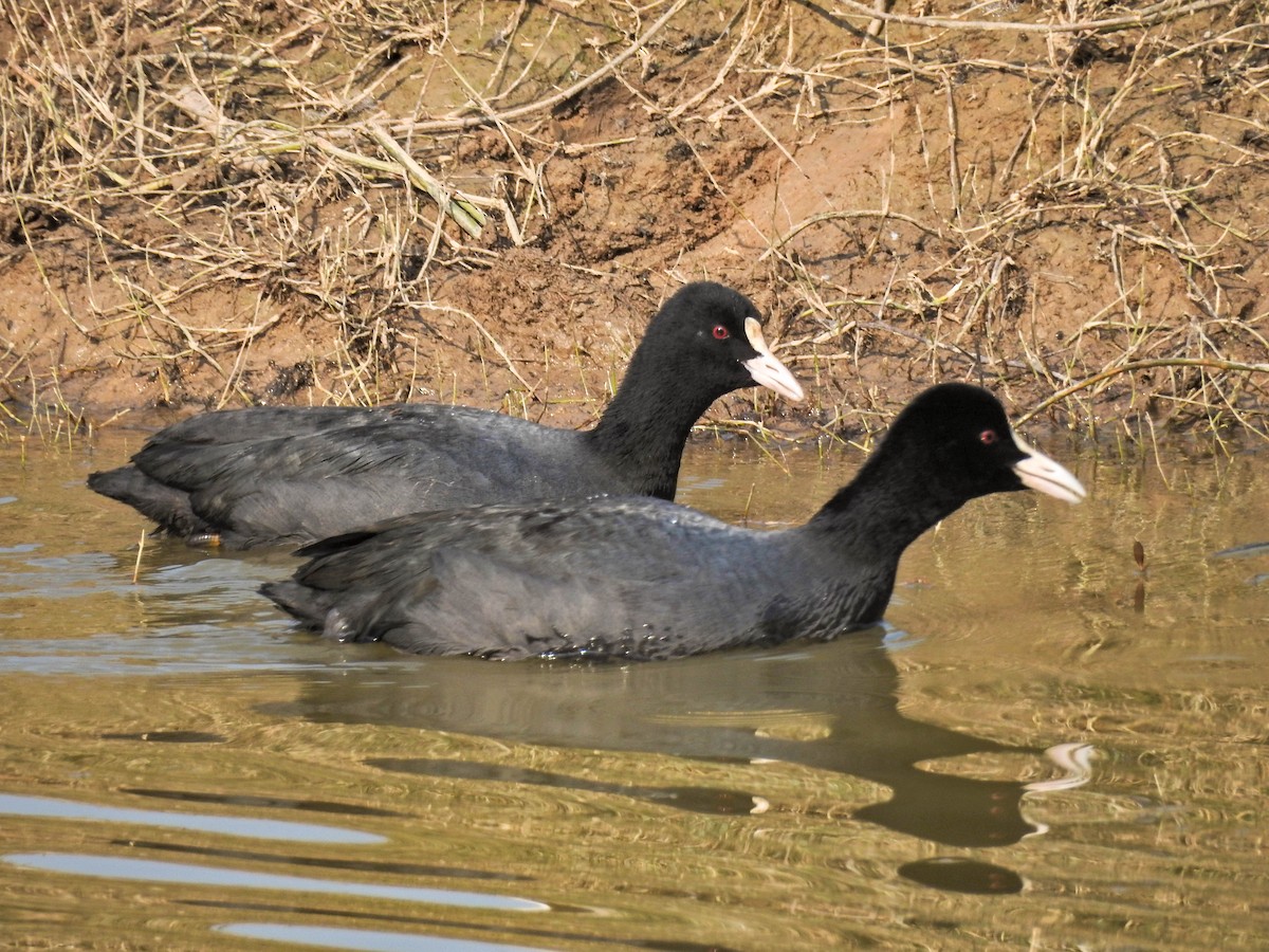 Eurasian Coot - ML645878460