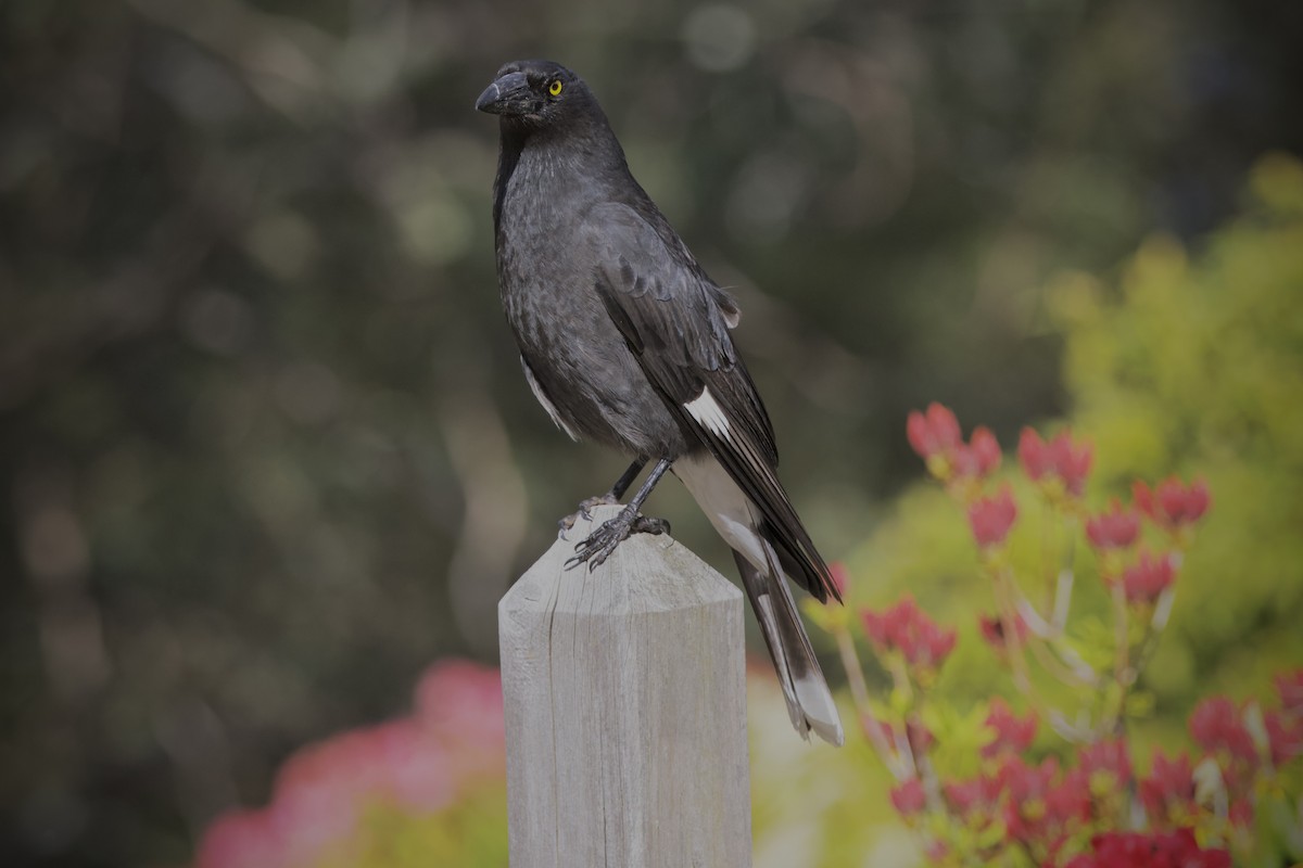 Pied Currawong - ML645878465