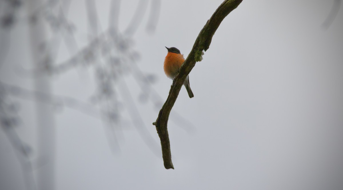 lejsčík ohnivý - ML645878471