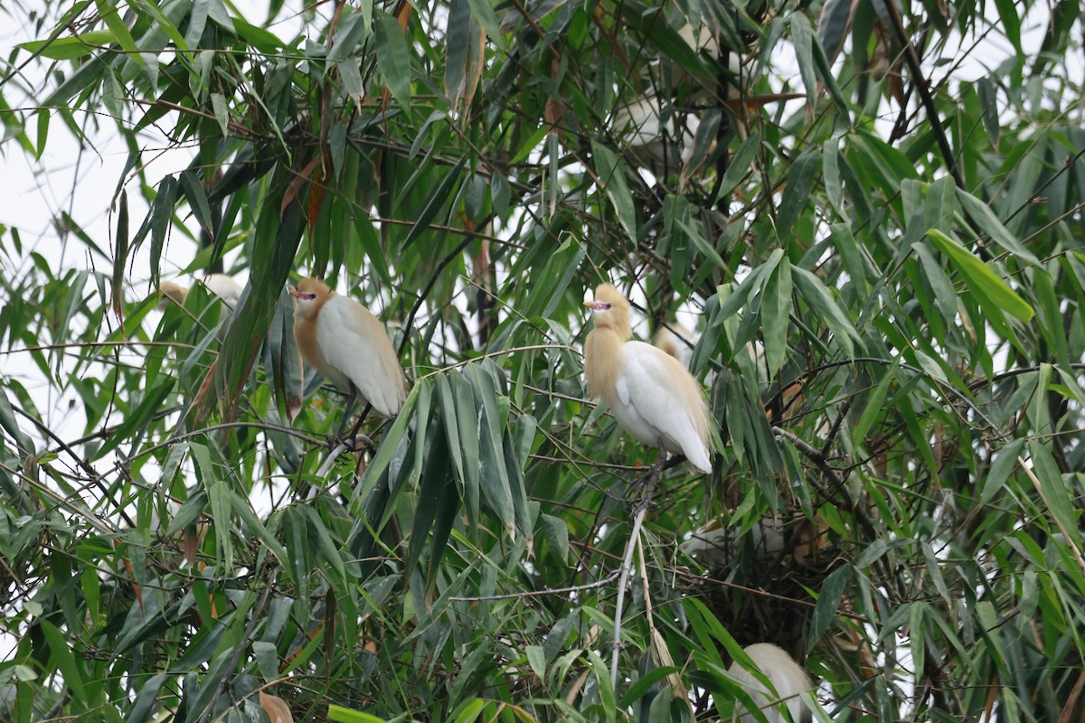 Eastern Cattle-Egret - ML645878473