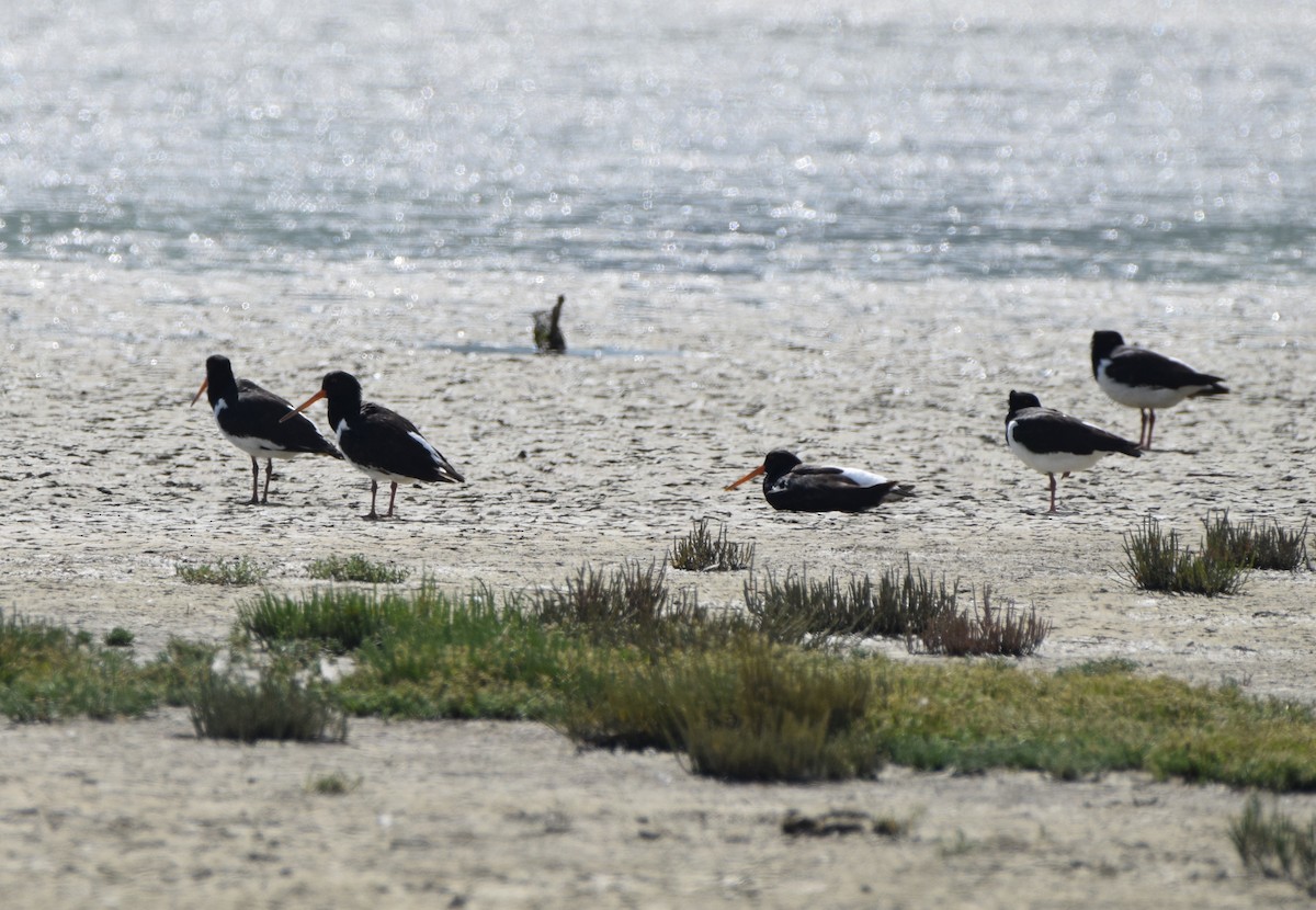 South Island Oystercatcher - ML645878474