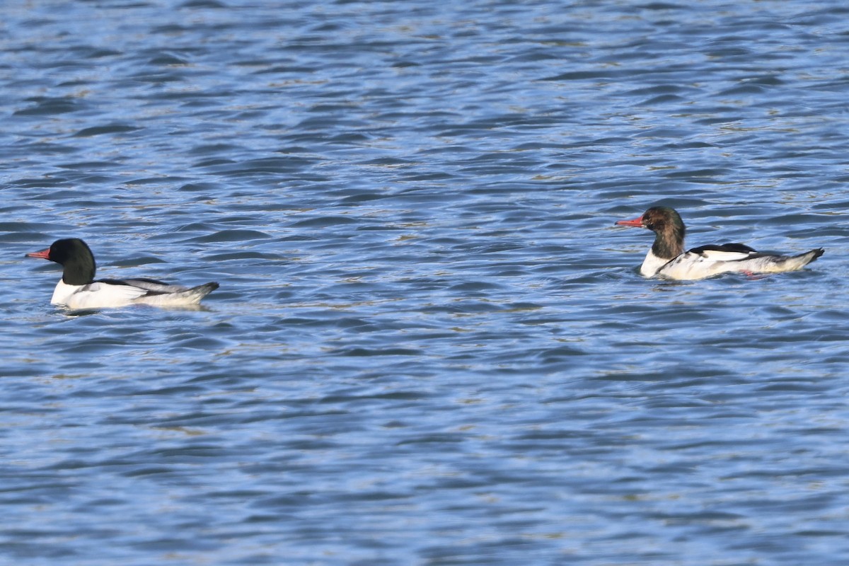 Common Merganser - ML645878482