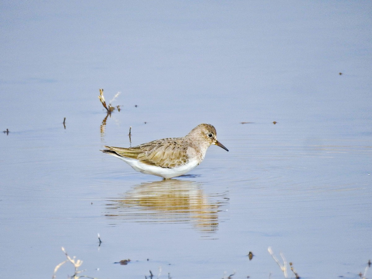 Temminck's Stint - ML645878484