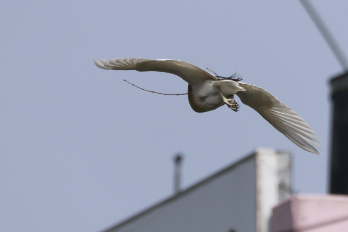 Indian Pond-Heron - ML645878487