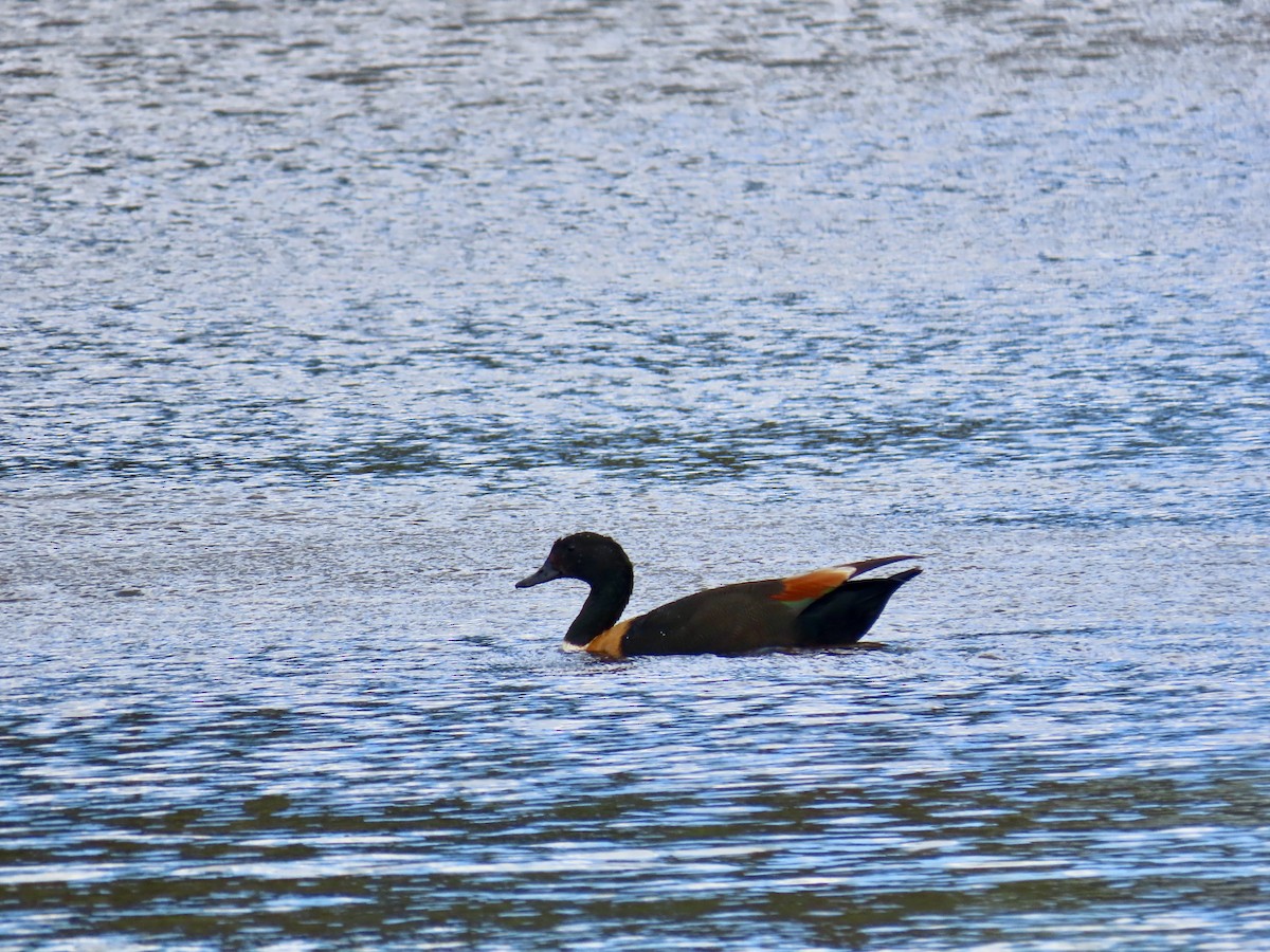 Australian Shelduck - ML645878489