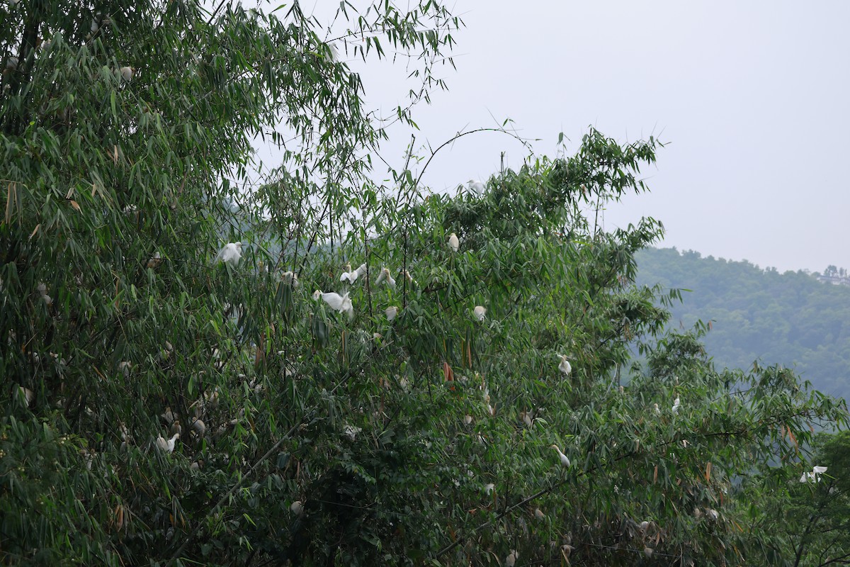 Eastern Cattle-Egret - ML645878490