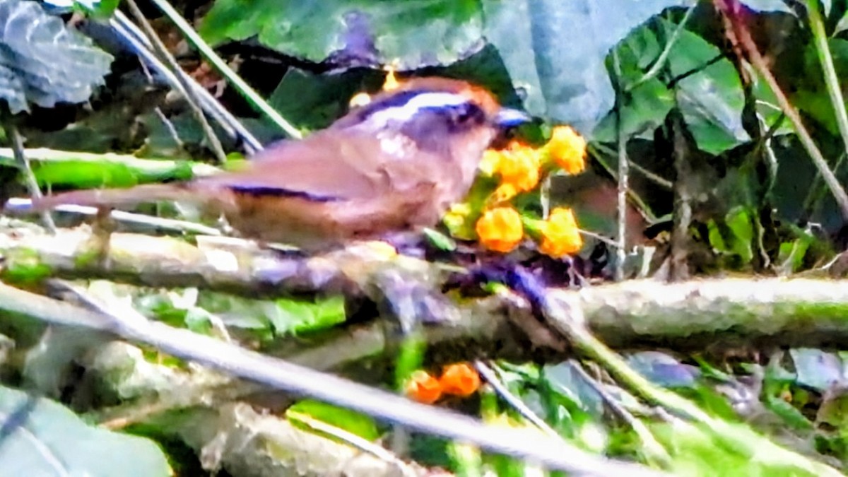 Ржаволобая альциппа - ML645878495