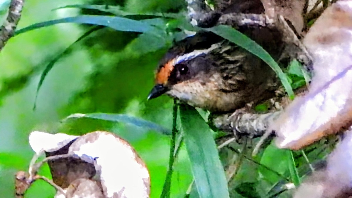 Ржаволобая альциппа - ML645878496