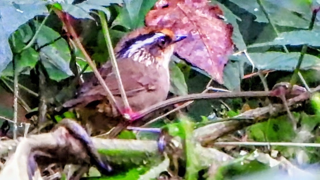 Ржаволобая альциппа - ML645878497