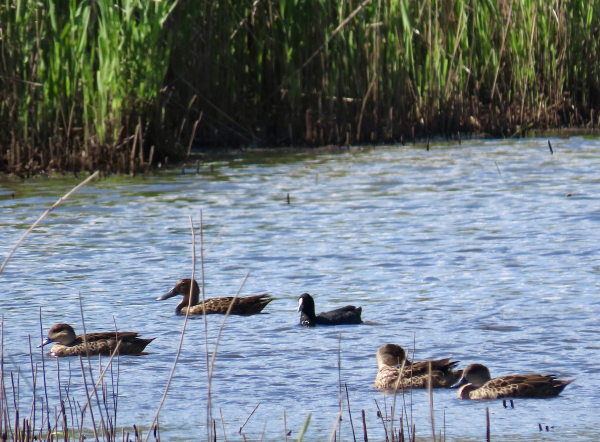 Australasian Shoveler - ML645878502