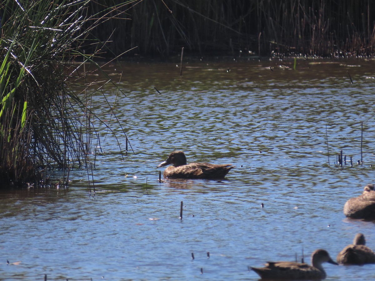 ミカヅキハシビロガモ - ML645878503