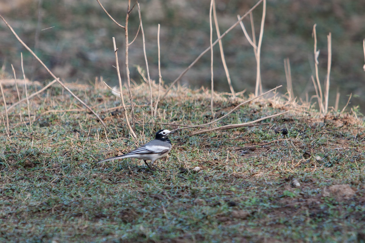 White Wagtail - ML645878504