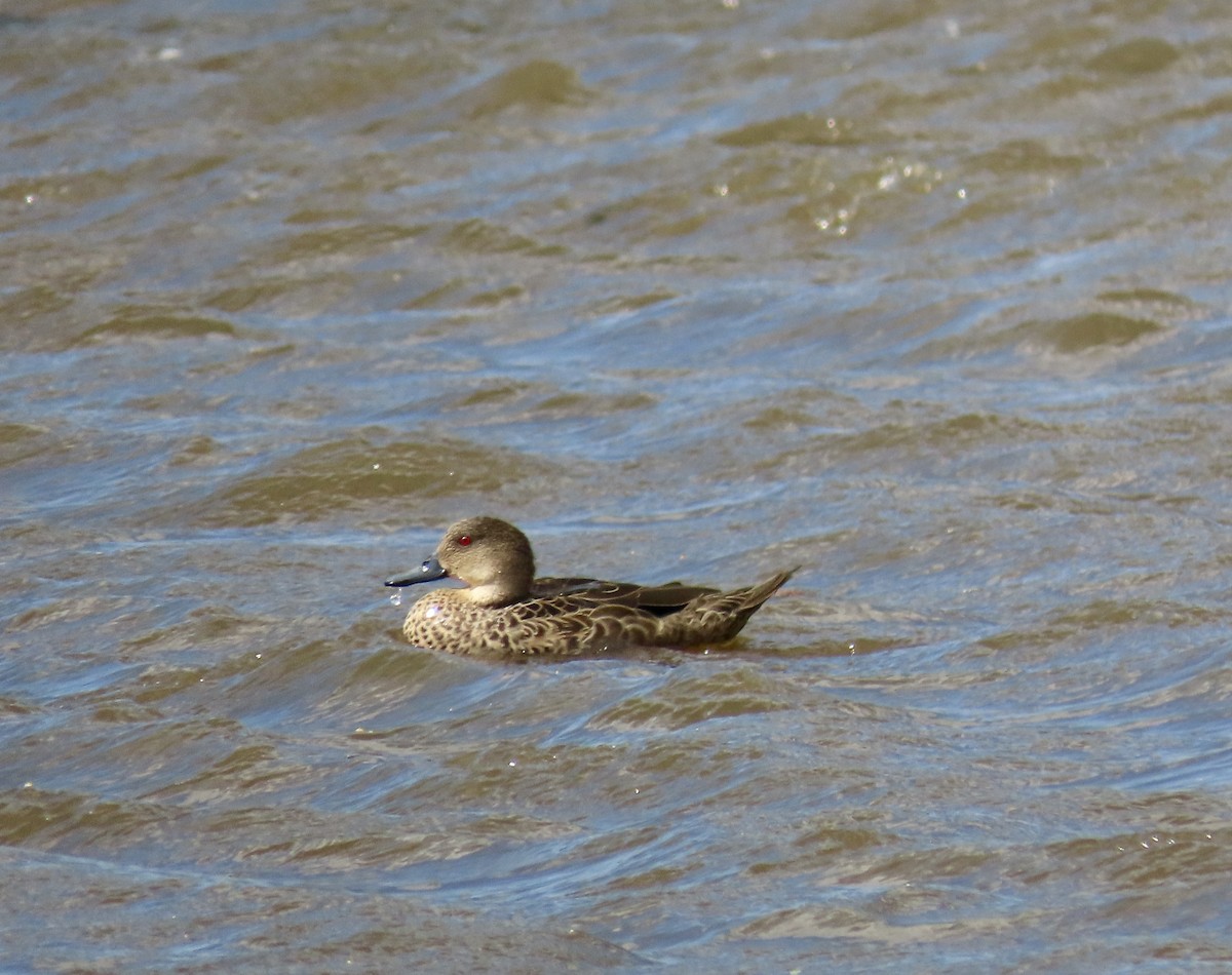 Gray Teal - ML645878506