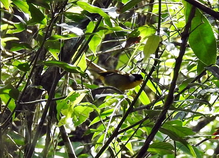 Silver-eared Mesia - ML645878507