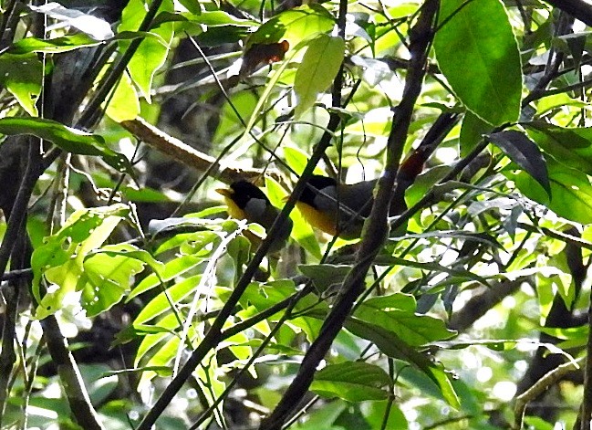 Silver-eared Mesia - ML645878508