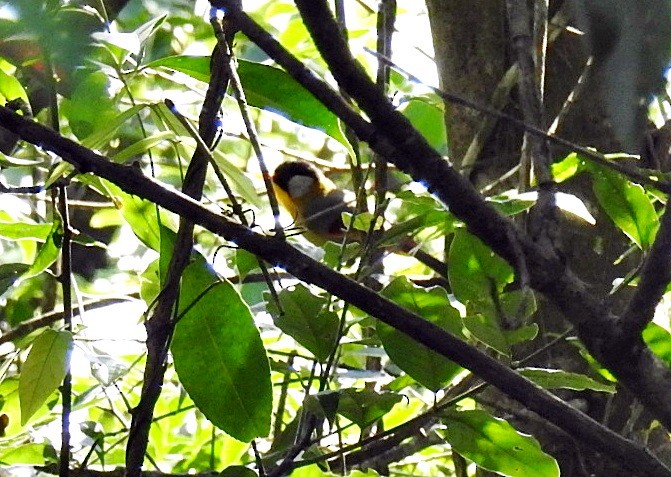 Silver-eared Mesia - ML645878509